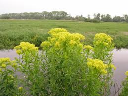 Attēlu rezultāti vaicājumam “Euphorbia palustris”
