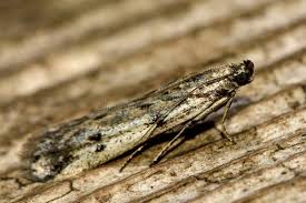 Attēlu rezultāti vaicājumam “Phycitodes binaevella”