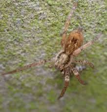 Attēlu rezultāti vaicājumam “Anyphaena accentuata male”