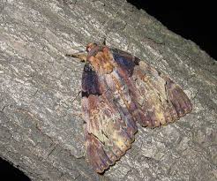 Attēlu rezultāti vaicājumam “Catocala pacta”