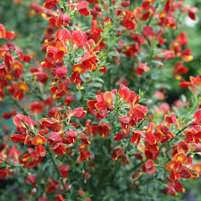 Image result for Cytisus scoparius