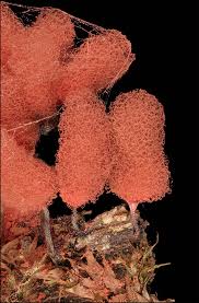 Attēlu rezultāti vaicājumam “Physarum leucophaeum macro”