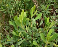 Attēlu rezultāti vaicājumam “Myrica gale leaf”