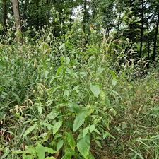 Image result for Dipsacus pilosus
