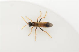 Attēlu rezultāti vaicājumam “Tenthredo campestris”