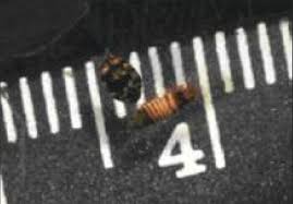 Attēlu rezultāti vaicājumam “Anthrenus verbasci”