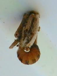 Attēlu rezultāti vaicājumam “Psyche casta larva”