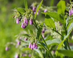 Attēlu rezultāti vaicājumam “Symphytum officinale leaf”