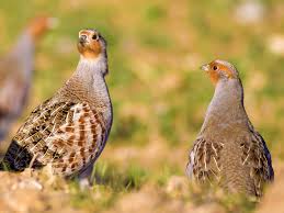 Attēlu rezultāti vaicājumam “Perdix perdix adult”