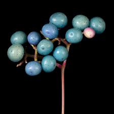 Attēlu rezultāti vaicājumam “Ampelopsis glandulosa var. brevipedunculata”