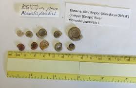 Attēlu rezultāti vaicājumam “Planorbis planorbis”