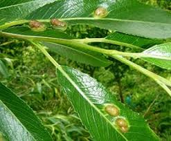 Attēlu rezultāti vaicājumam “Pontania proxima”