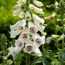 Attēlu rezultāti vaicājumam “Digitalis purpurea flower”
