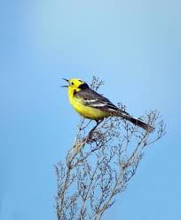 Attēlu rezultāti vaicājumam “Motacilla citreola male”