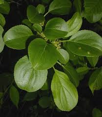 Attēlu rezultāti vaicājumam “Rhamnus cathartica leaf”