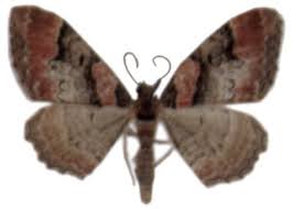 Attēlu rezultāti vaicājumam “Catarhoe rubidata”