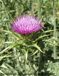 Image result for Silybum marianum