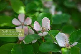 Attēlu rezultāti vaicājumam “Cydonia oblonga flower”