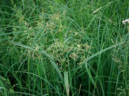 Attēlu rezultāti vaicājumam “Scirpus sylvaticus flower”