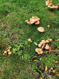 Attēlu rezultāti vaicājumam “Armillaria sp.”