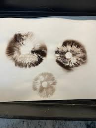 Attēlu rezultāti vaicājumam “Dianema nivale spores”