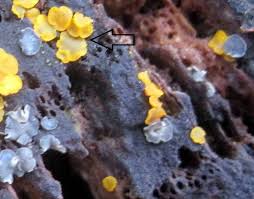 Attēlu rezultāti vaicājumam “Orbilia sp.”