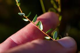 Attēlu rezultāti vaicājumam “Oxycoccus palustris leaf”