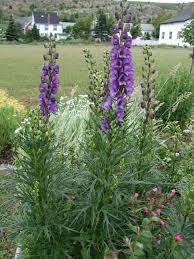 Image result for Aconitum napellus