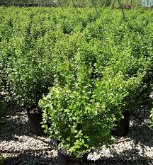 Attēlu rezultāti vaicājumam “Ribes alpinum”