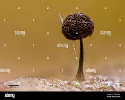 Attēlu rezultāti vaicājumam “Comatricha sp.”