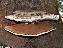 Attēlu rezultāti vaicājumam “Ganoderma applanatum”
