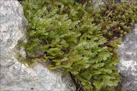 Attēlu rezultāti vaicājumam “Neckera crispa”