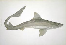 Image result for Mustelus asterias