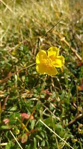 Attēlu rezultāti vaicājumam “Helianthemum nummularium”