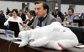 Image result for Acroteriobatus blochii