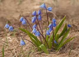 Attēlu rezultāti vaicājumam “Scilla siberica bud”
