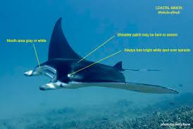 Image result for Mobula alfredi