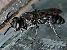 Attēlu rezultāti vaicājumam “Crabronidae”