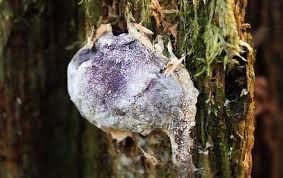 Attēlu rezultāti vaicājumam “Nectriopsis violacea”