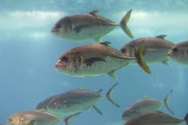 Image result for Caranx latus