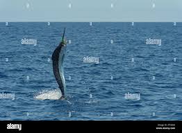 Image result for Makaira mazara