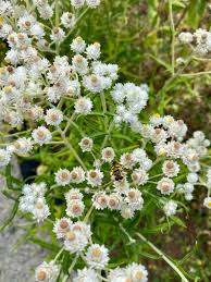 Attēlu rezultāti vaicājumam “Anaphalis margaritacea flower”