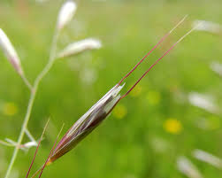 Attēlu rezultāti vaicājumam “Helictotrichon pubescens”