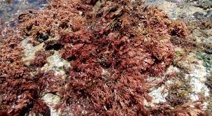 Attēlu rezultāti vaicājumam “Rhodophyta”