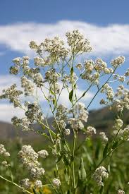 Attēlu rezultāti vaicājumam “Lepidium latifolium”