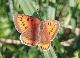 Attēlu rezultāti vaicājumam “Lycaena dispar female”