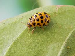 Attēlu rezultāti vaicājumam “Psyllobora vigintiduopunctata”