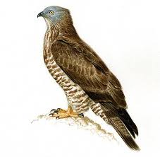 Attēlu rezultāti vaicājumam “Pernis apivorus”