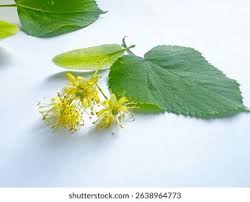 Attēlu rezultāti vaicājumam “Tilia cordata flower”