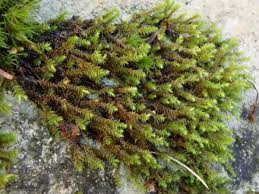 Attēlu rezultāti vaicājumam “Hedwigia ciliata sporophyte”